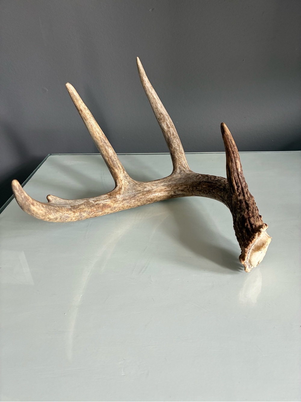Natural Deer Antler Rack - Rustic Home Decor